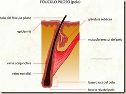 03720foliculo20piloso20pelo
