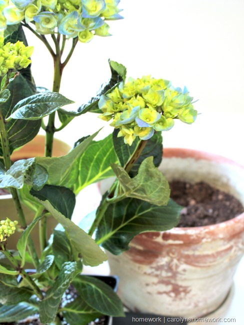 Hydrangeas  via homeework  | carolynshomework.com  