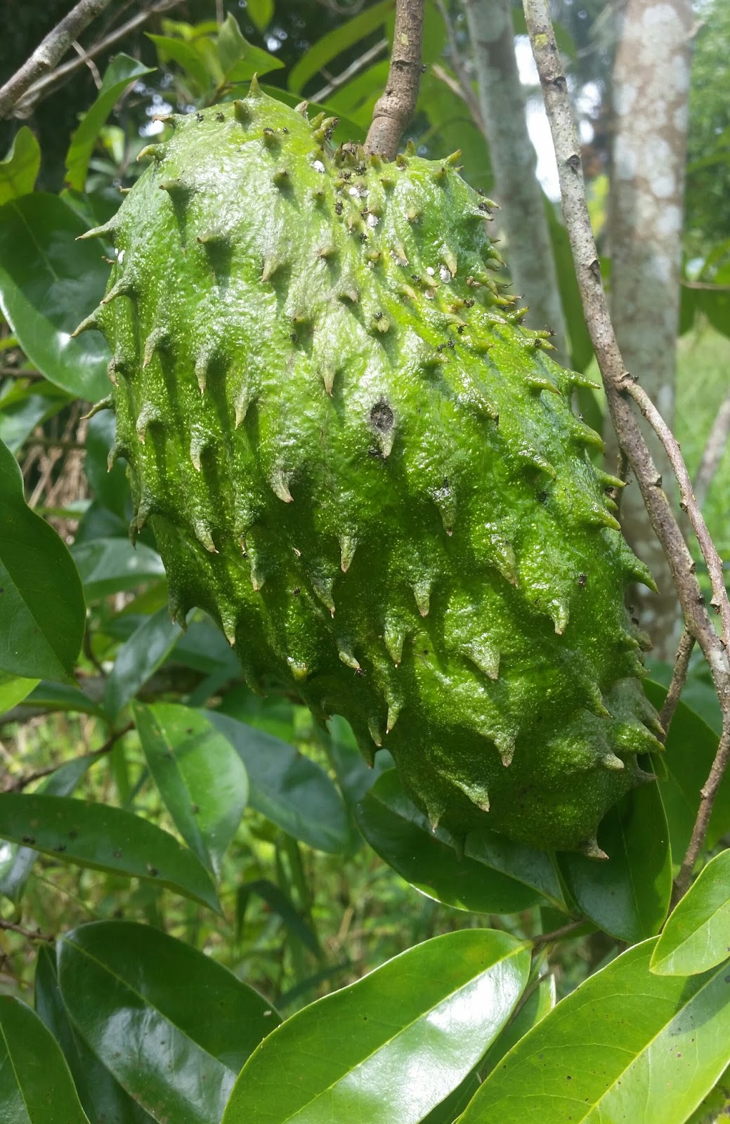 Warisan Petani Tanaman Durian  Belanda  