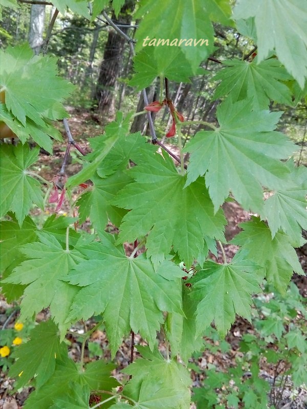 Клён ложнозибольдов (Acer pseudosieboldianum)