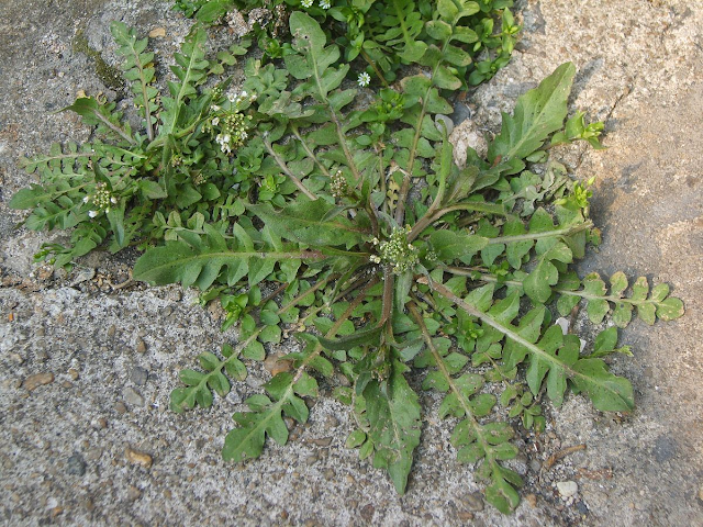 Прикорневая розетка Capsella bursa-pastoris