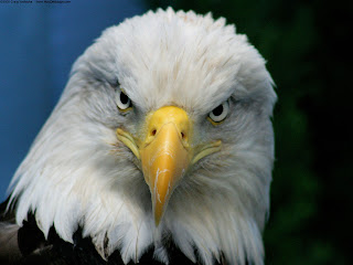 Bald Eagle Wallpapers