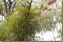 Mistletoe (2)