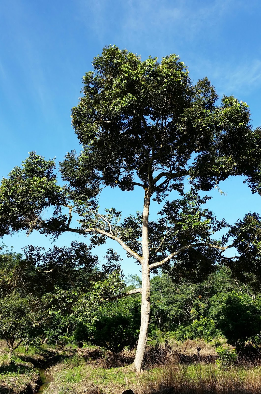 Warisan Petani Tanaman Durian 