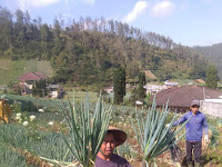 Panen Maksimal Bawang Daun Anti Galau