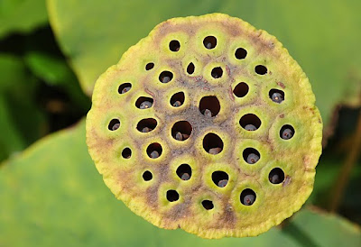 Trypophobia inducing seed head of sacred lotus (Nelumbo nucifera)