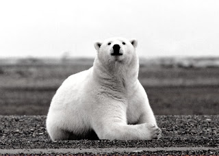 Polar Bear Wallpaper