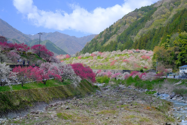 花桃の里, 阿智村, peach blossom, Achi-mura