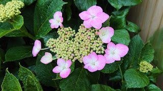 【20190625】アジサイの花