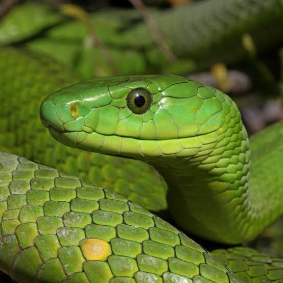 Top 10 deadliest snakes in the world