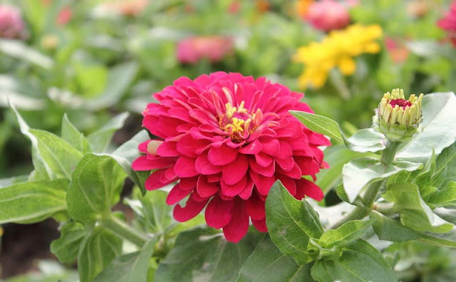 Zinnia Flowers