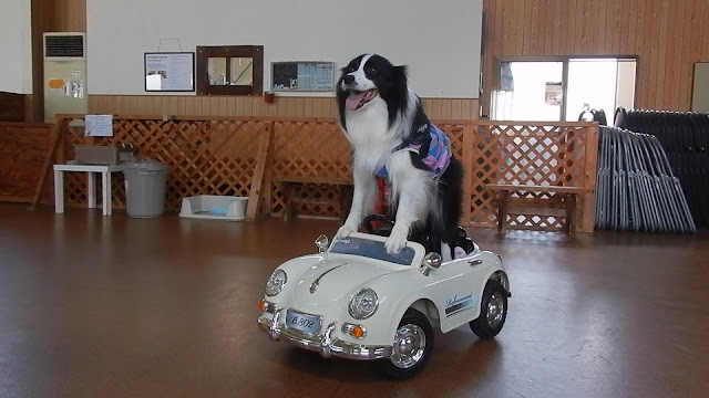 保護犬 ボーダーコリー トーマ 加恋ちゃん家