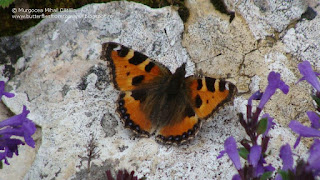 Aglais urticae DSC115684