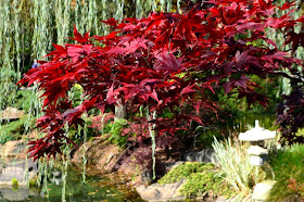 Japanese Maples Festival, Gibbs Gardens