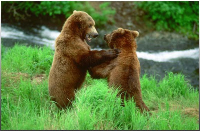 bears hugging