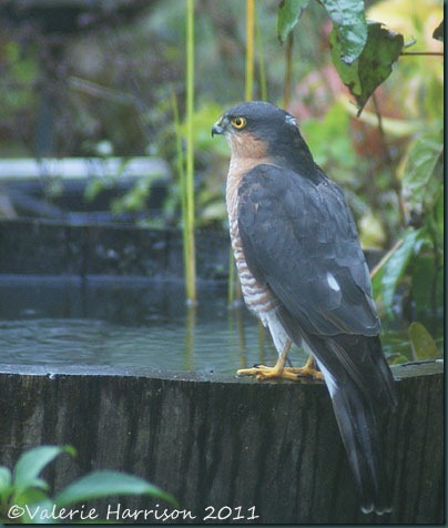 sparrowhawk-on-barrel
