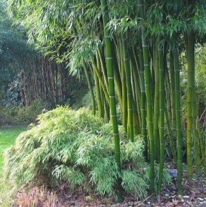 Bamboo In Gardens3