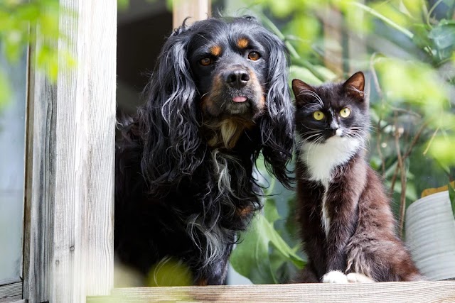 Decifrando os Mistérios da Comunicação: Cães X Gatos - Quem Vence a Épica Batalha da Linguagem Humana? Prepare-se para Descobertas Surpreendentes!