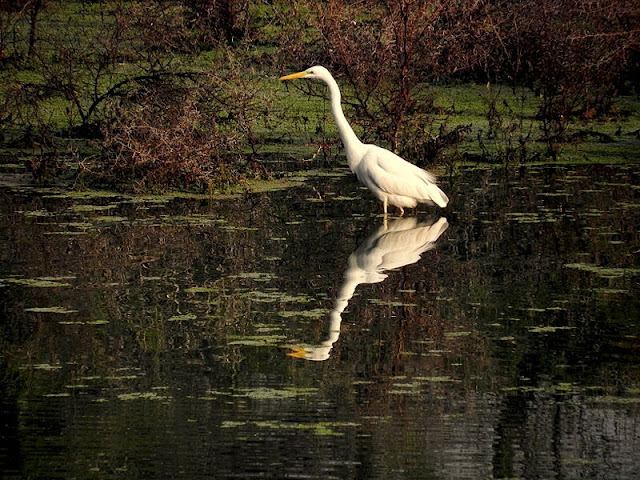 Great-Egret-Keoladeo-National-Park