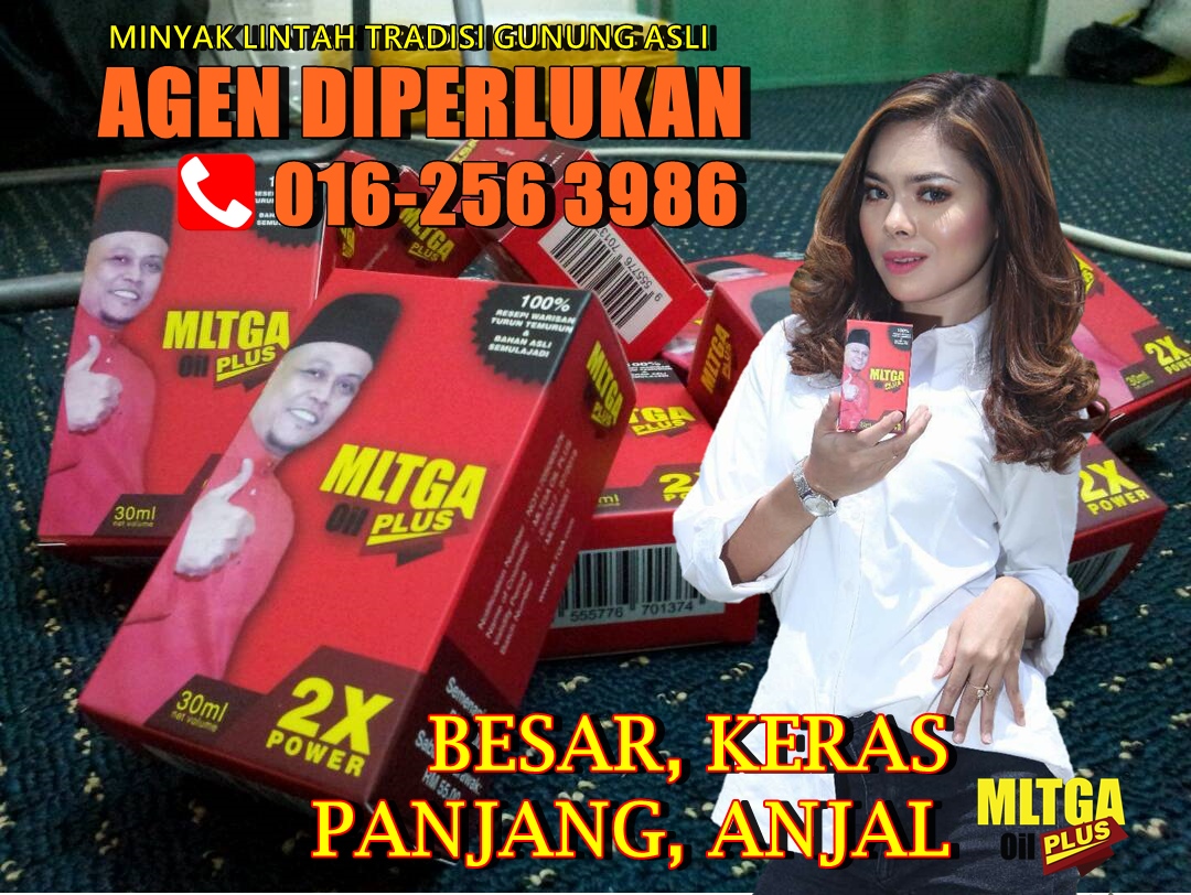PEMBEKAL UTAMA MINYAK LINTAH BELACAK MLTGA OIL PLUS PATI 