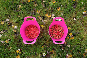 gathering rosehips and making rosehip syrup recipe