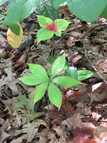 Indian Cucumber Root