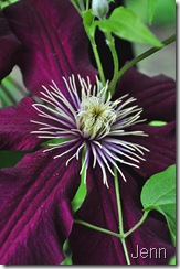 clematis