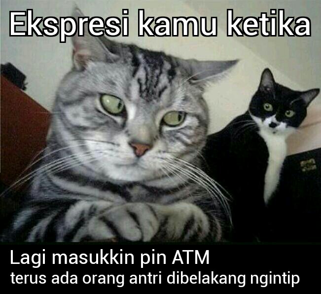 Kumpulan meme ekspresi kucing lucu  Jelas Beda