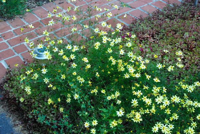 Sunny plant combination: Coreopsis 'Moonbeam' and Sedum 'Red Carpet'