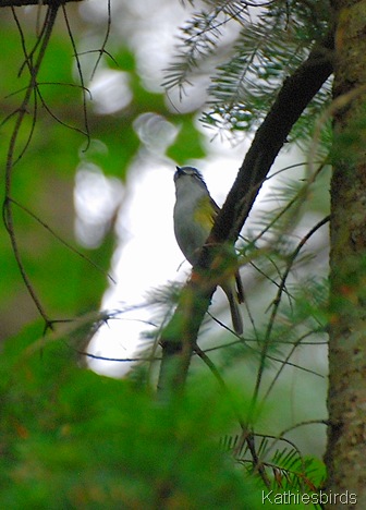 3. BH vireo-kab