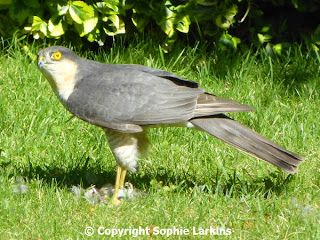 Male Sparrowhawk kills Sparrow