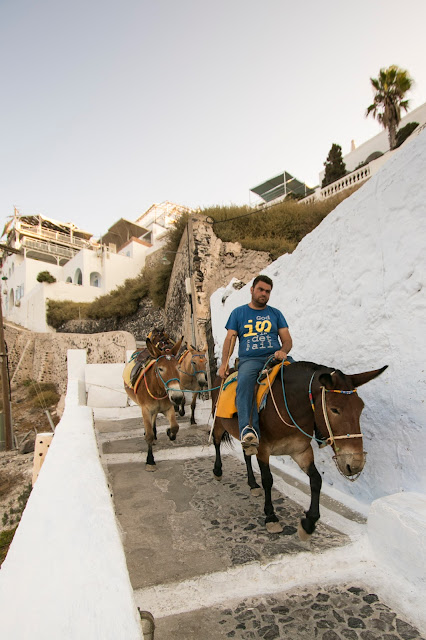 Asini sugli scaloni del Porto di Santorini