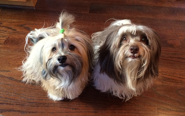 Havanese dogs Rocco and Nicky at dinner time