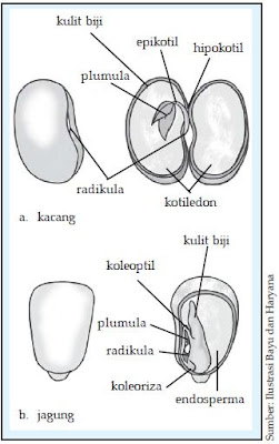 Gambar2 diagram Embrio tumbuhan dikotil  a dan tumbuhan 