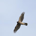 9月27日絵鞆半島の渡り鳥、ツミが数多く飛びました。