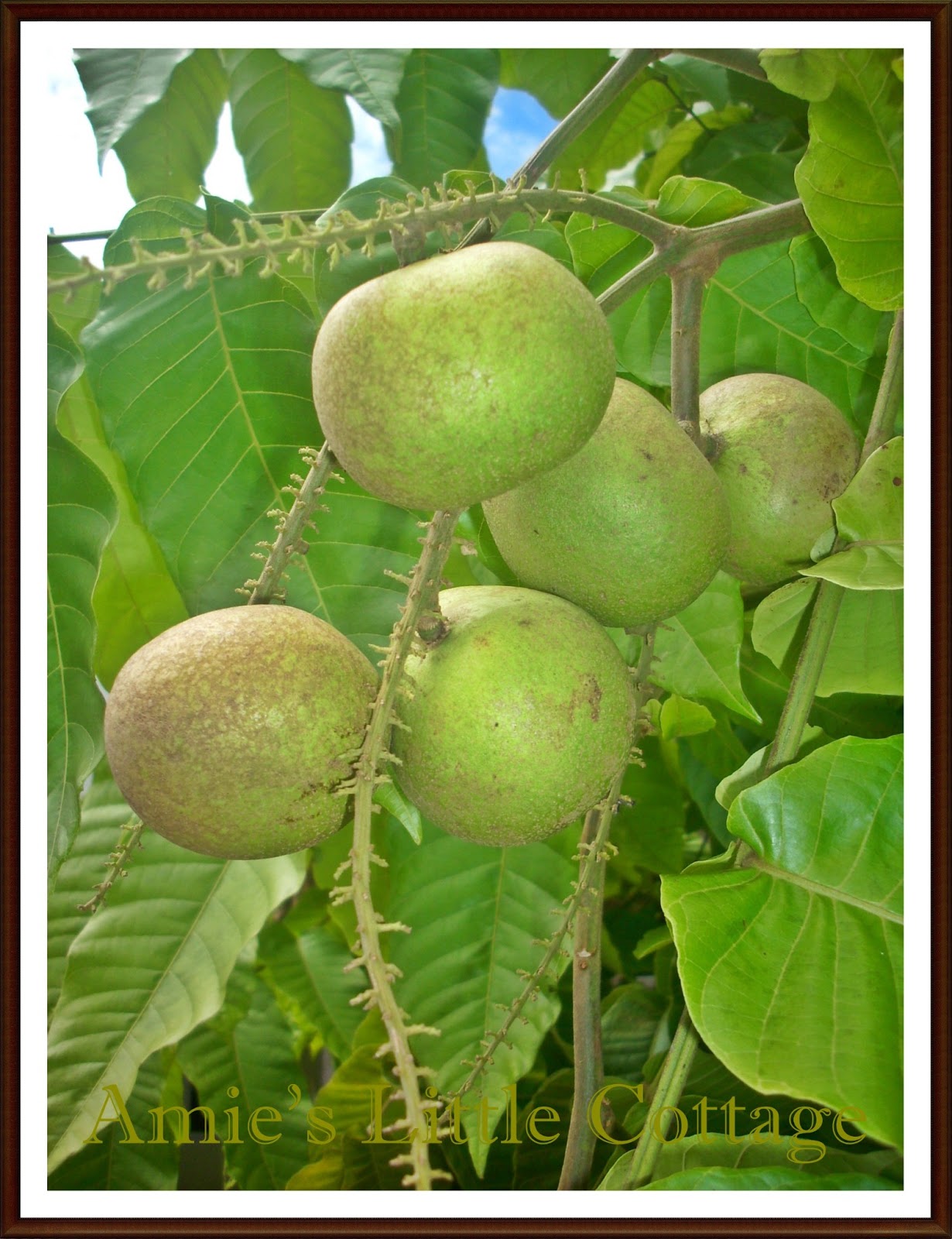 AMIE'S LITTLE KITCHEN: Buah Mata Kucing Brazil dari Taman 