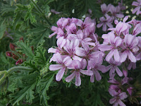 Scented Pelargonium / Geranium Rober's Lemon Rose