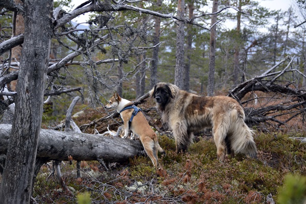 Kringsjå Gulsvik lundehund leonberger