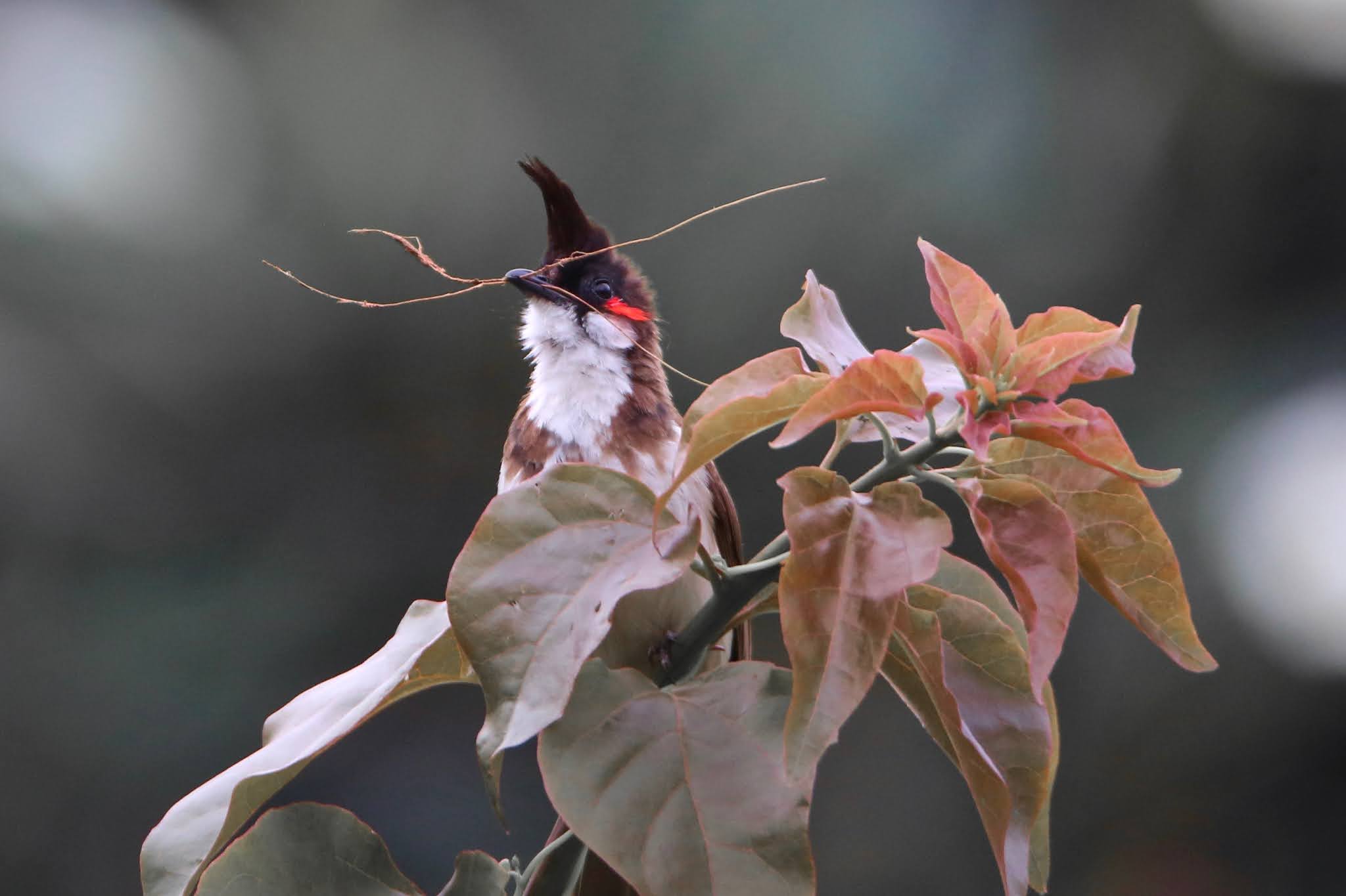 Red-whiskered Bulbuls Get Busy Building Nest Images, large high resolution free birds of india