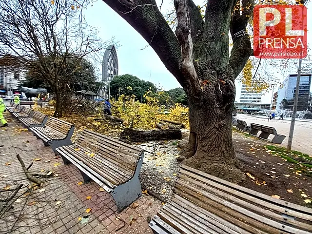 Osorno: Continuarán con remoción de restos de árboles en la Plaza de Armas