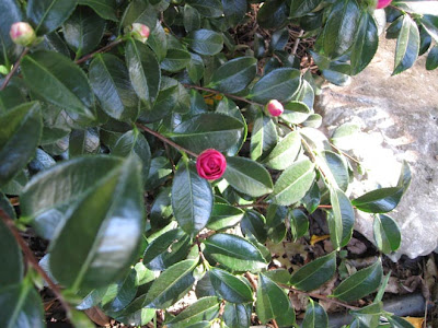 Camellia sasanqua 'Shishi Gashira'