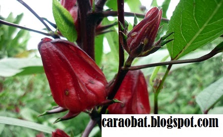 My Profile Manfaat  Bunga  Rosella  Merah Untuk Kecantikan 