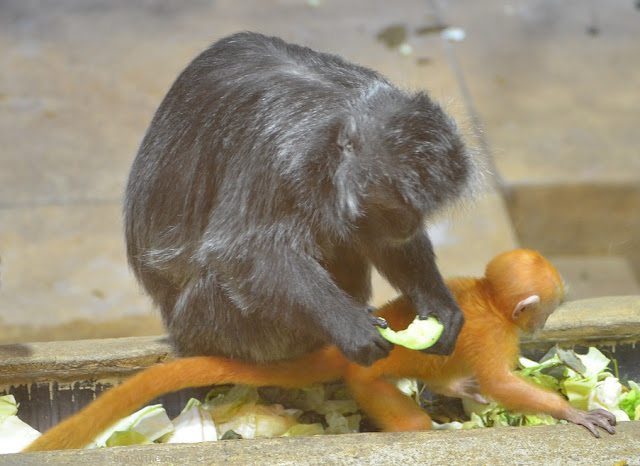 The baby langur crawls along a food trough while mom eats.