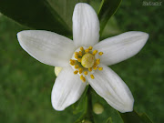 Flor de Laranjeira (imagem flor de laranjeira)