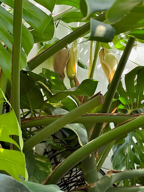 Our Butterfly House Monstera deliciosa, also called a Swiss cheese plant, is blooming for the first time in four years!