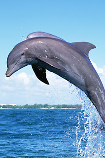 Delfini sfondi HD.