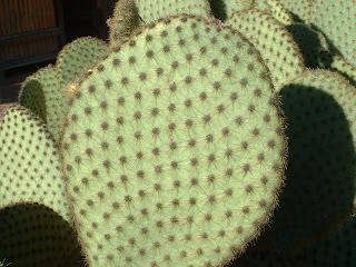 Vue en gros plan d'un cladode de cactus opuntia scheerii