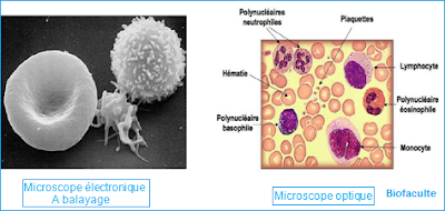 Le microscope électronique à balayage