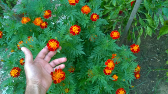 This aromatic plant has a distinct spicy aroma and adds a splash of color all summer long to your garden so give your garden and outdoor living spaces a shot of steady, season-long color by planting marigolds.