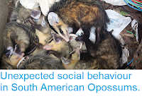 http://sciencythoughts.blogspot.co.uk/2015/06/unexpected-social-behaviour-in-south.html